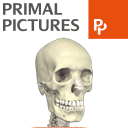 Primal Pictures